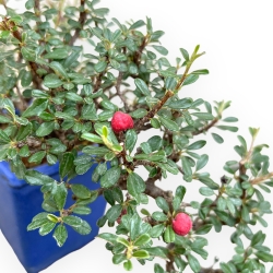 Cotoneaster Horizontalis - Cotognastro - 21 cm