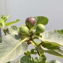 Ficus Carica - Fico - 40 cm