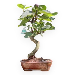 Ficus Carica - Fico - 40 cm