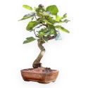 Ficus Carica - Fico - 40 cm