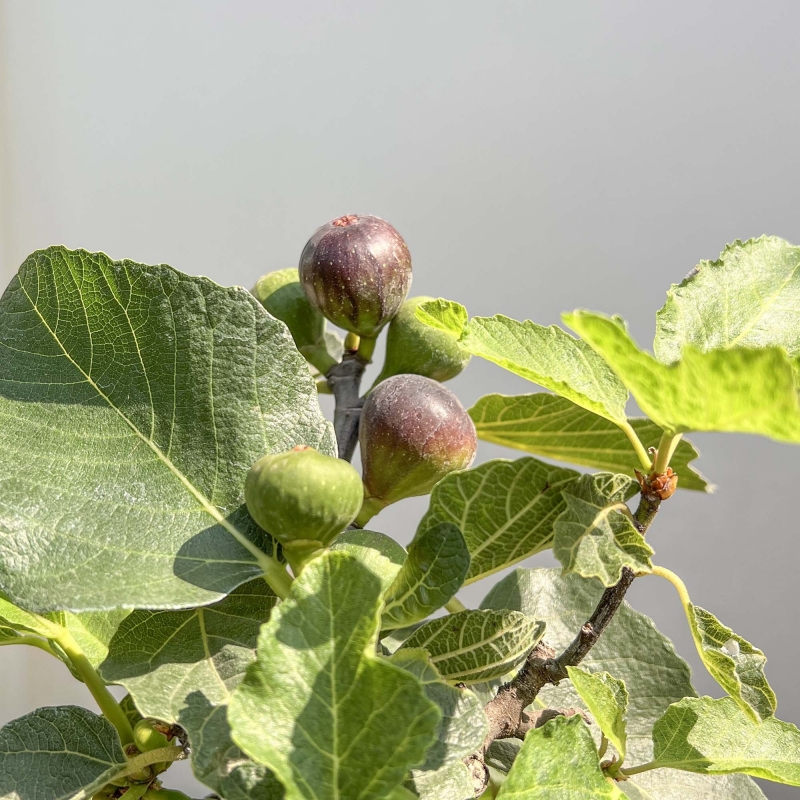 Ficus Carica - Fico - 40 cm