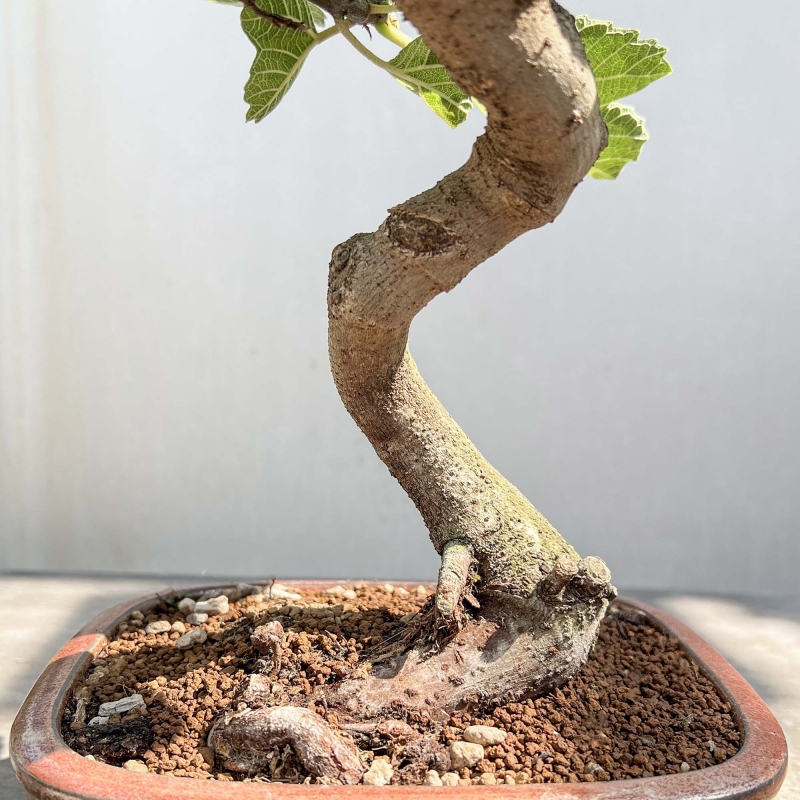 Ficus Carica - Fico - 40 cm