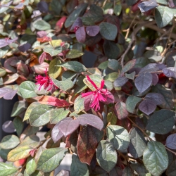 Loropetalum - 125 cm