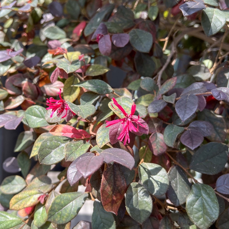 Loropetalum - 125 cm
