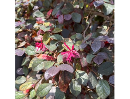 Loropetalum - 125 cm