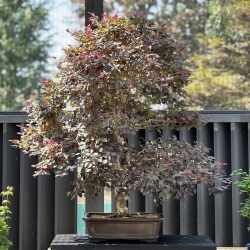 Loropetalum - 125 cm