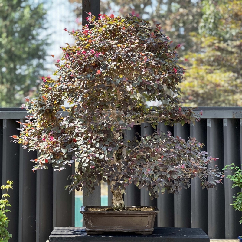 Loropetalum - 125 cm