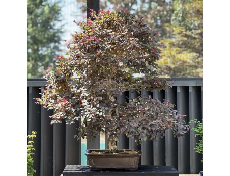 Loropetalum - 125 cm