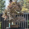 Loropetalum - 125 cm