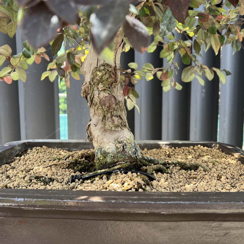Loropetalum - 125 cm