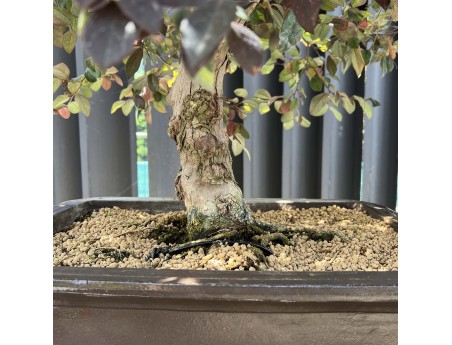 Loropetalum - 125 cm