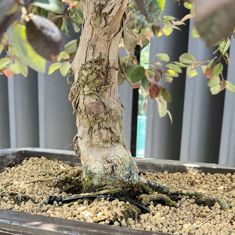 Loropetalum - 125 cm