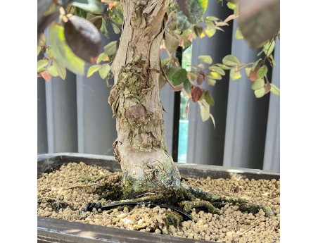 Loropetalum - 125 cm