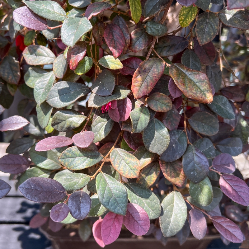 Loropetalum - 125 cm