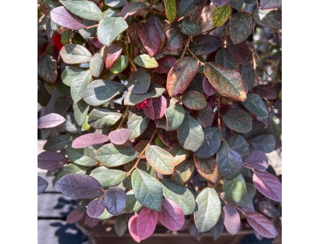 Loropetalum - 125 cm