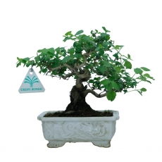 Lonicera gracilipes - 20 cm