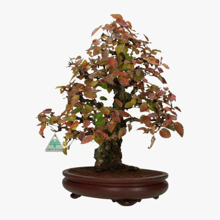 Carpinus coreana - carpino - 41 cm