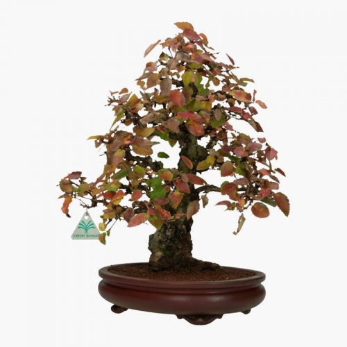 Carpinus coreana - carpino - 41 cm