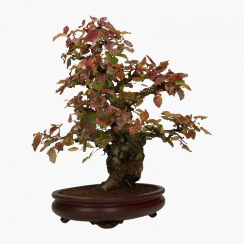 Carpinus coreana - carpino - 41 cm