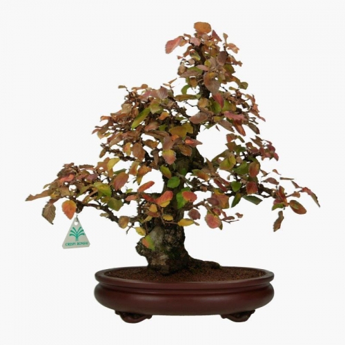 Carpinus coreana - carpino - 41 cm