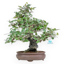 Carpinus Koreana - Hornbeam - 41 cm