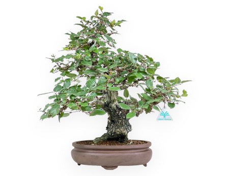 Carpinus Koreana - Hainbuche - 41 cm