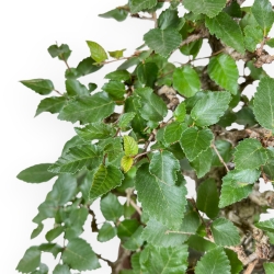 Carpinus Koreana - Haagbeuk - 41 cm