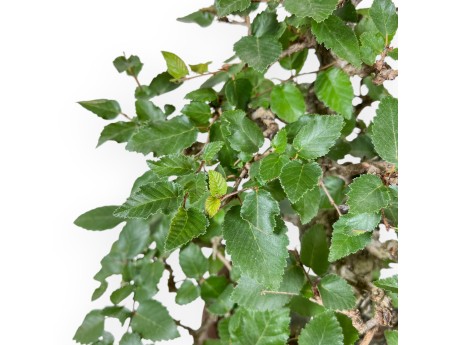 Carpinus Koreana - Haagbeuk - 41 cm