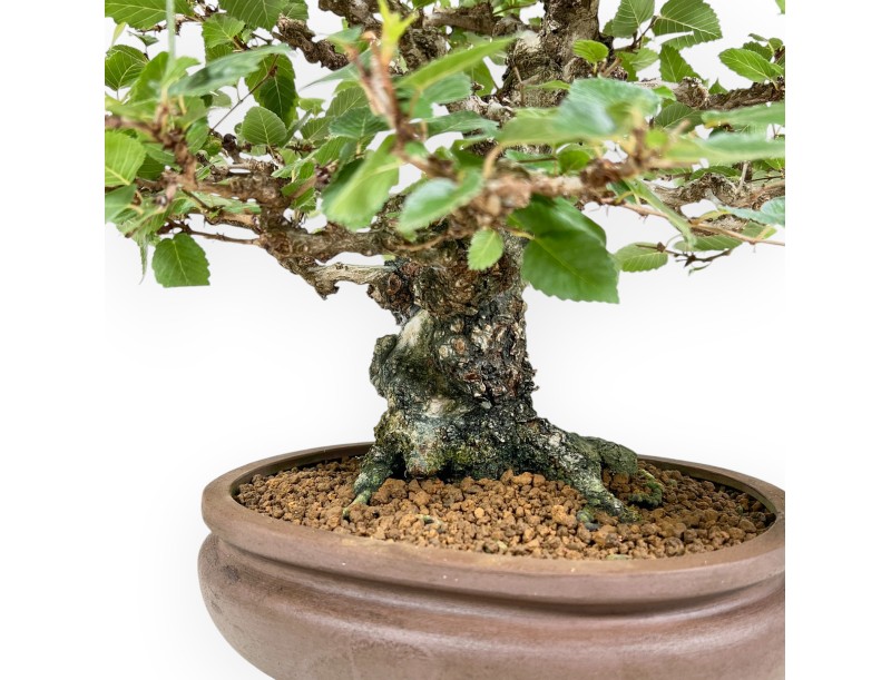 Carpinus Koreana - Charme - 41 cm