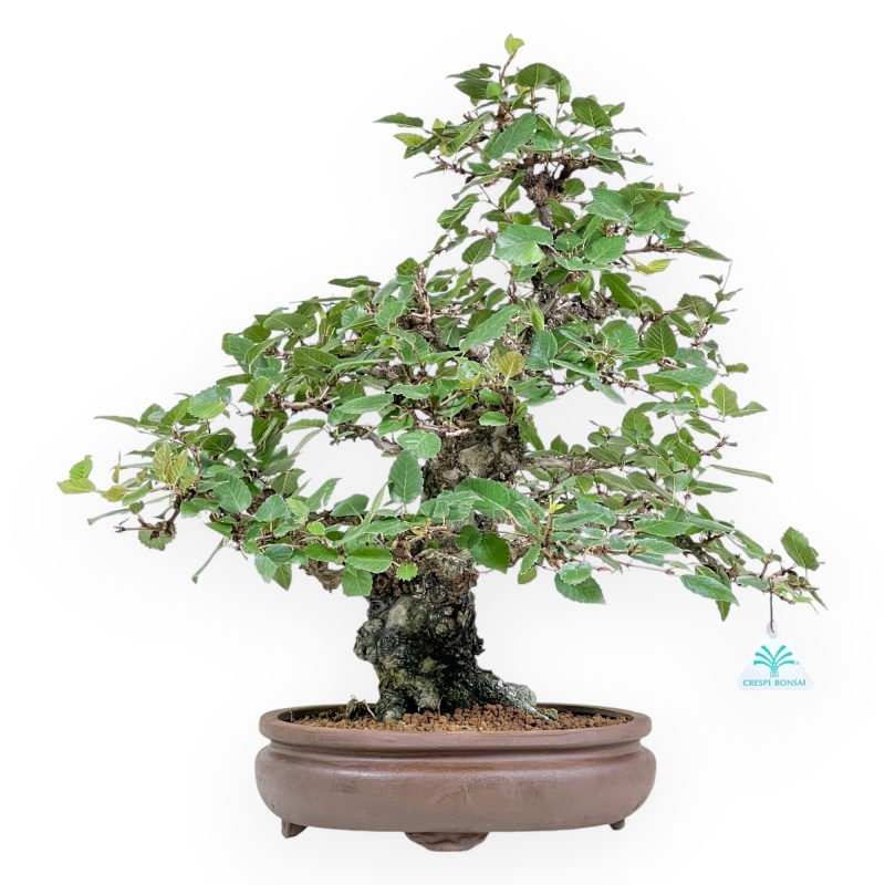 Carpinus Koreana - Hainbuche - 41 cm