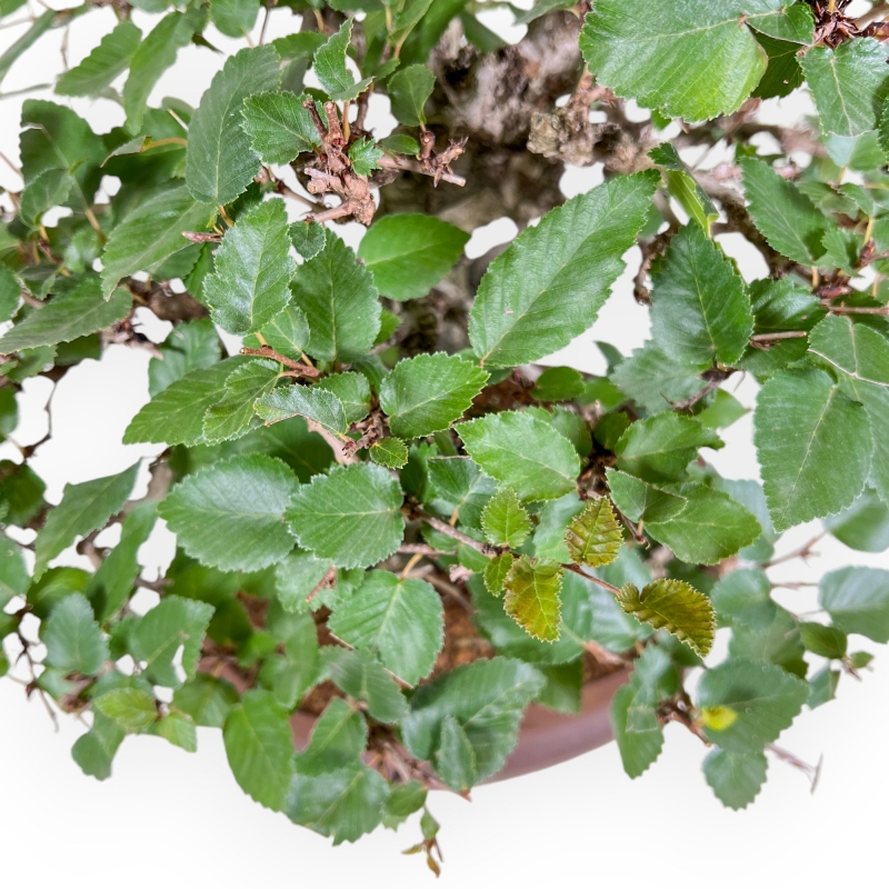 Carpinus Koreana - Charme - 41 cm