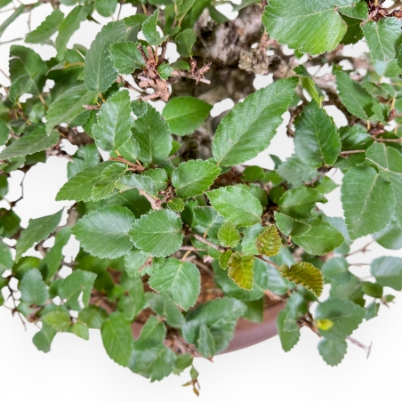 Carpinus Koreana - Charme - 41 cm