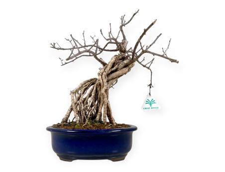 Celastrus Orbiculatus - Boomwurger - 36 cm