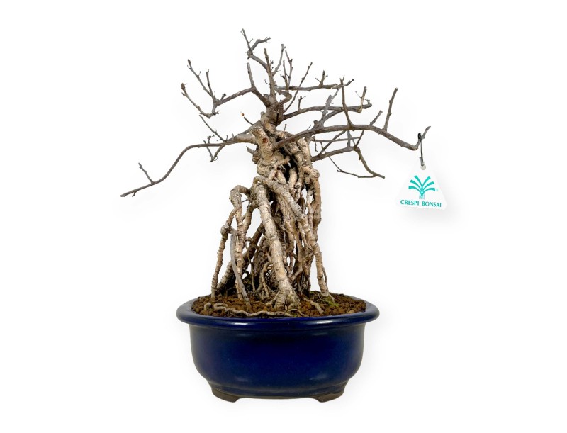 Celastrus Orbiculatus - claustro oriental agridulce - 36 cm