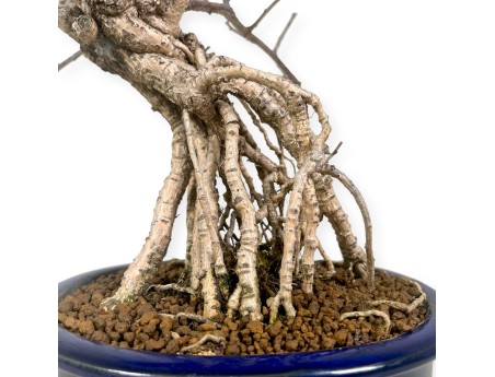 Celastrus Orbiculatus - claustro oriental agridulce - 36 cm