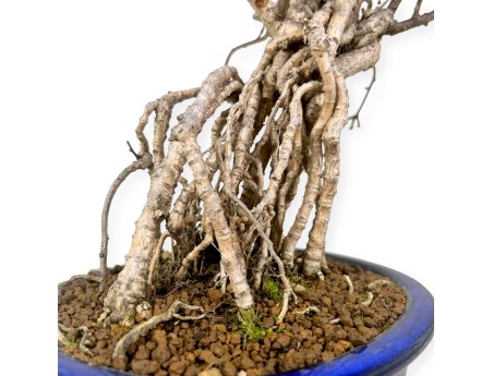 Celastrus Orbiculatus - Celastro - 36 cm