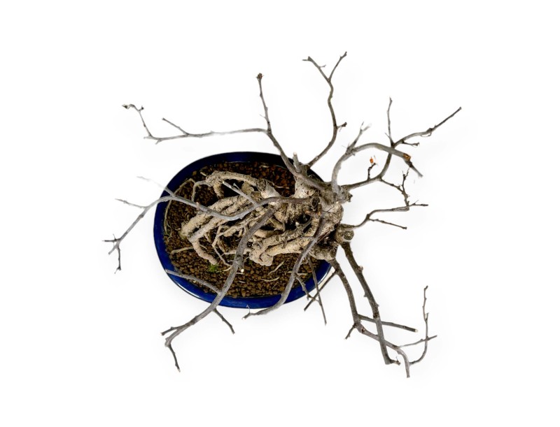 Celastrus Orbiculatus - Bourreau des Arbres - 36 cm