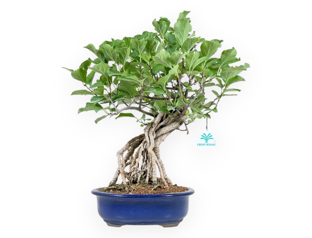 Celastrus Orbiculatus - claustro oriental agridulce - 36 cm