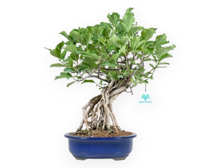 Celastrus Orbiculatus - Celastro - 36 cm