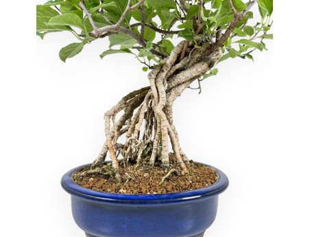 Celastrus Orbiculatus - claustro oriental agridulce - 36 cm