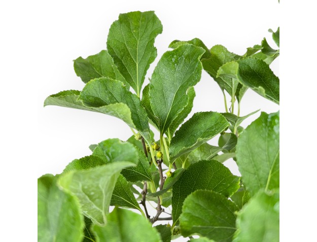 Celastrus Orbiculatus - Oriental Bittersweet - 36 cm 2