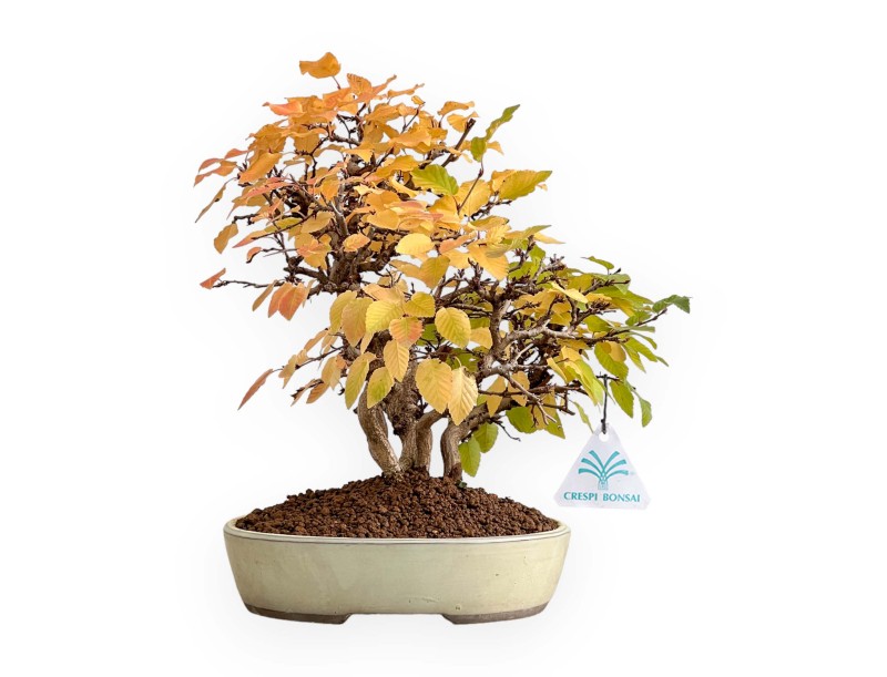 Carpinus Koreana - Carpino - 31 cm