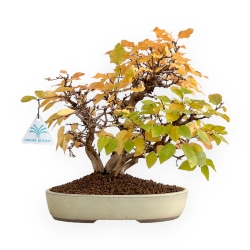 Carpinus Koreana - Carpe - 31 cm