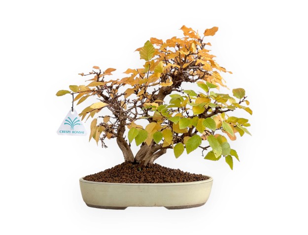 Carpinus Koreana - Hornbeam - 31 cm