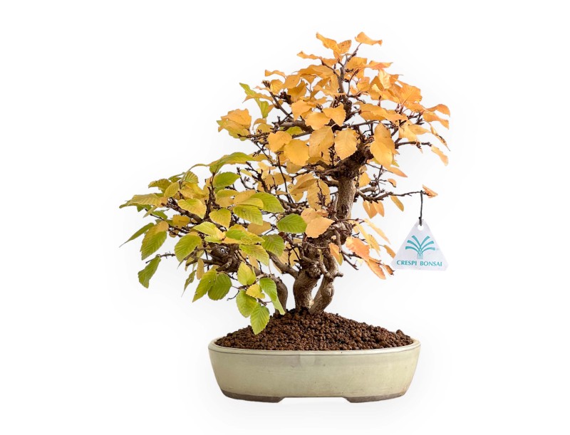 Carpinus Koreana - Charme - 31 cm