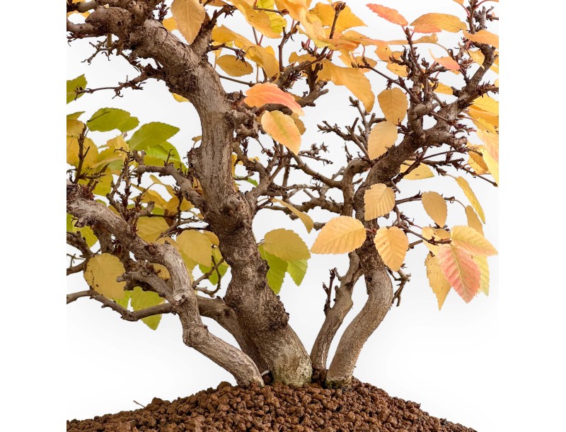 Carpinus Koreana - Carpe - 31 cm