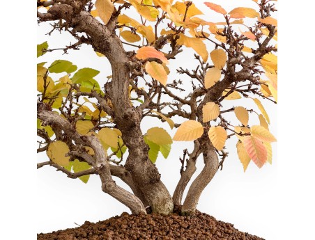 Carpinus Koreana - Carpe - 31 cm