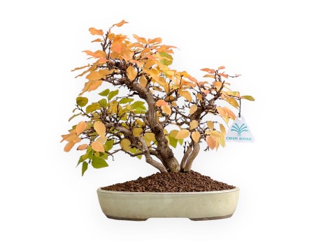 Carpinus Koreana - Hainbuche - 31 cm