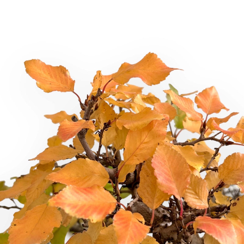 Carpinus Koreana - Charme - 31 cm