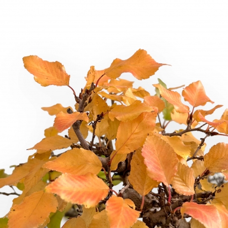 Carpinus Koreana - Hainbuche - 31 cm